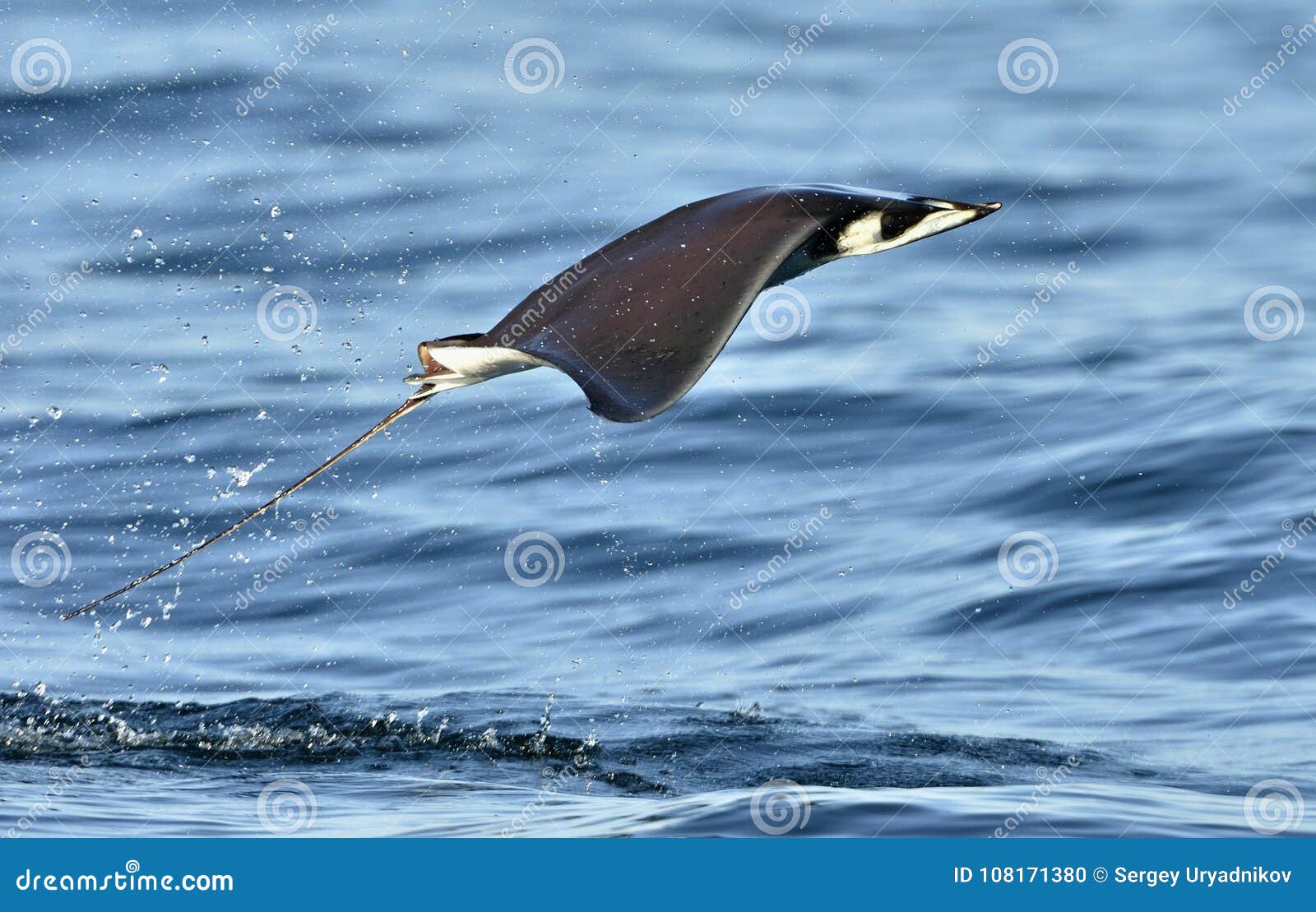 mobula ray jumping out of the water. mobula munkiana, known as the manta de monk, munk`s devil ray, pygmy devil ray, smoothtail m