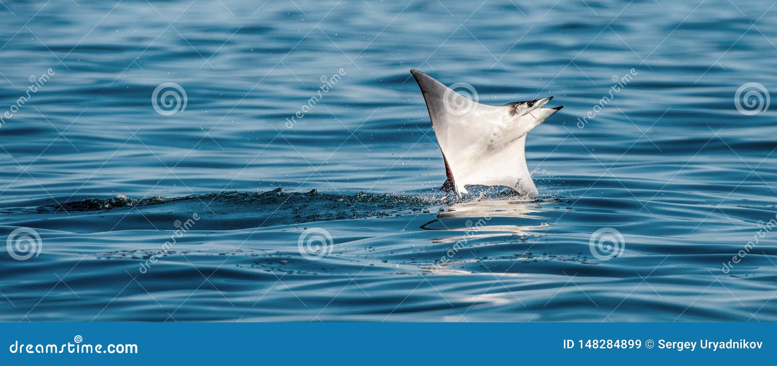 mobula ray jumping out of the water. mobula munkiana, known as the manta de monk, munk`s devil ray, pygmy devil ray, smoothtail