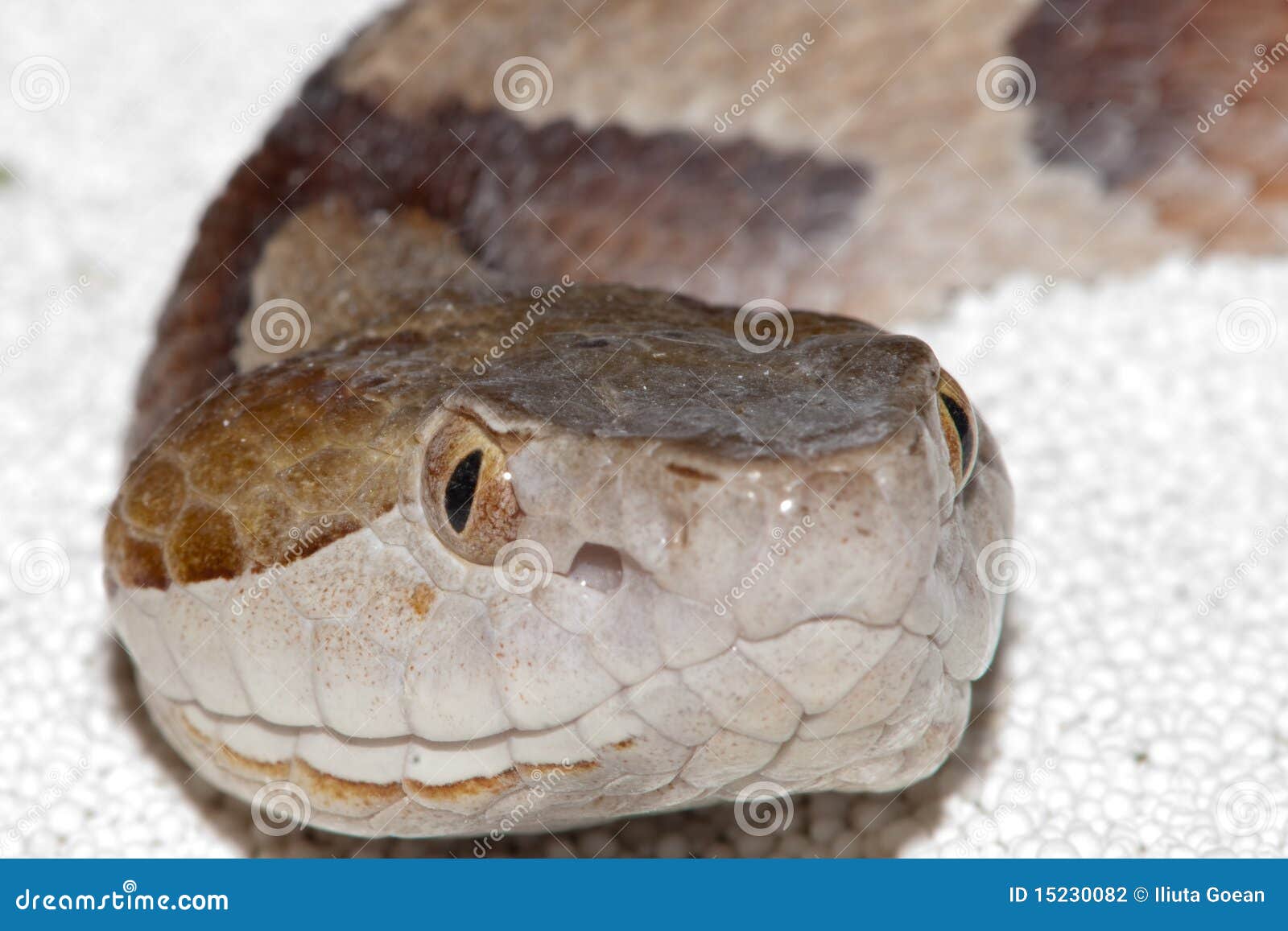Moccasin Copperhead stock photo. Image of contortrix 15230082