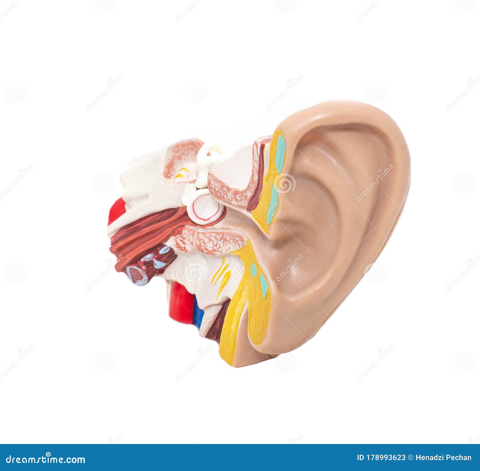 mock ear with eardrum and auditory tube on a white background, isolate. the concept of diseases in otolaryngology, sound