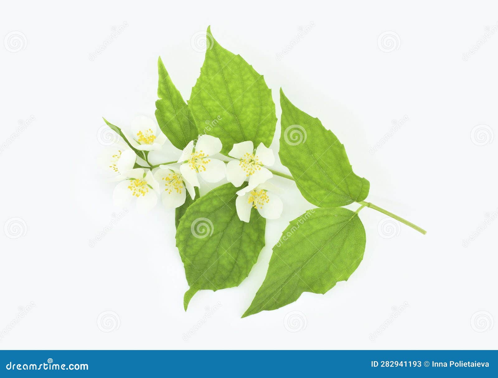Mockorange Flowers with Leaves Isolated on a White Background Stock