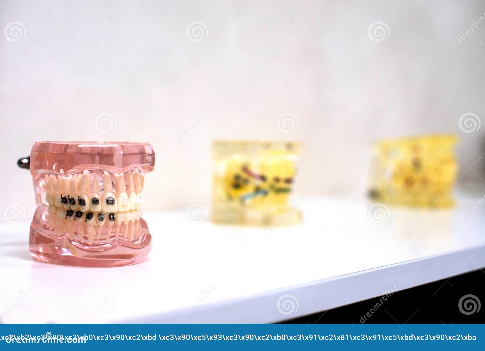 Mock Teeth with Braces. Demonstration Model of Teeth Editorial Stock