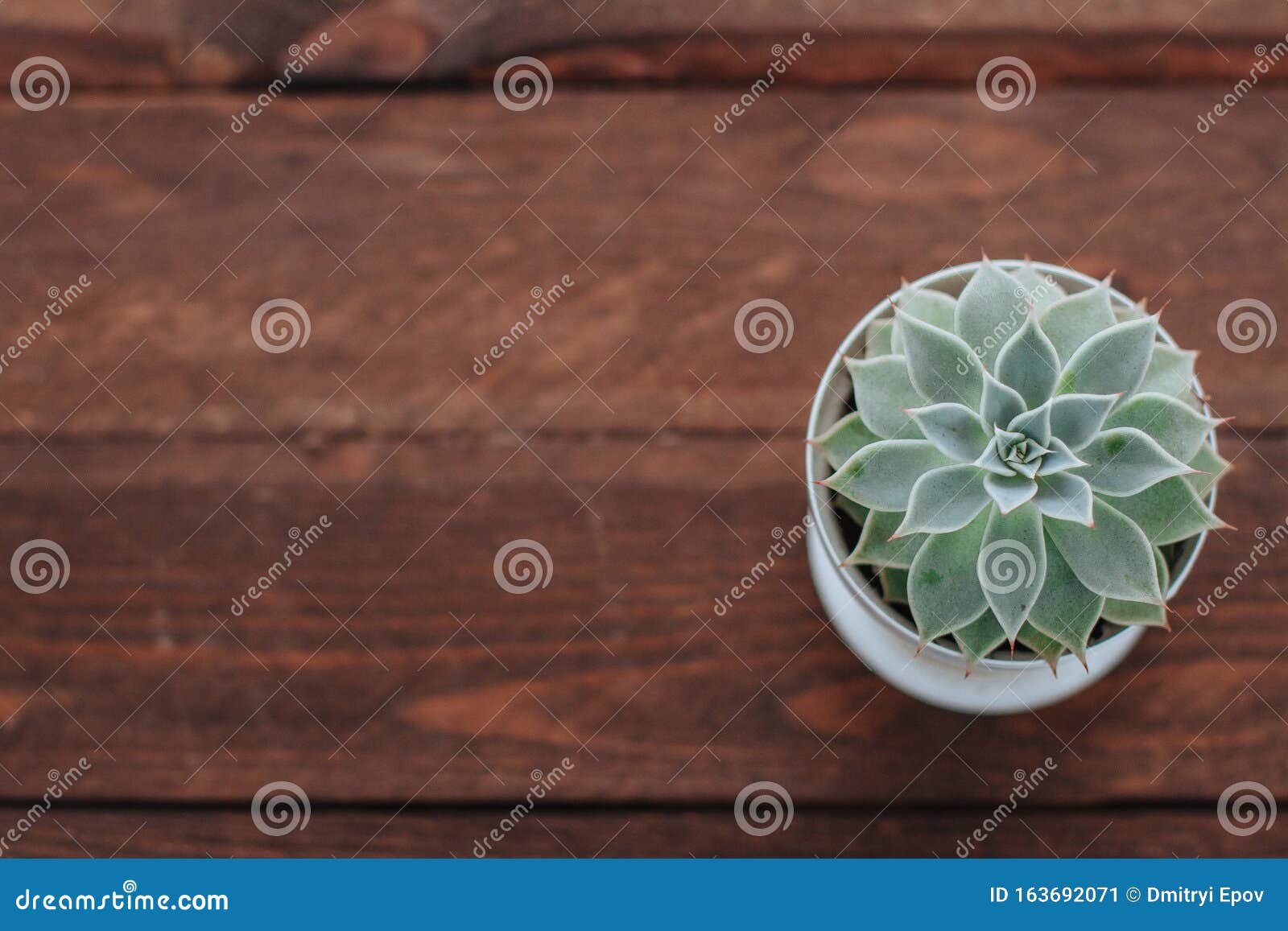 Download Mock Up With Succulent Plant On Wooden Planks Background ...