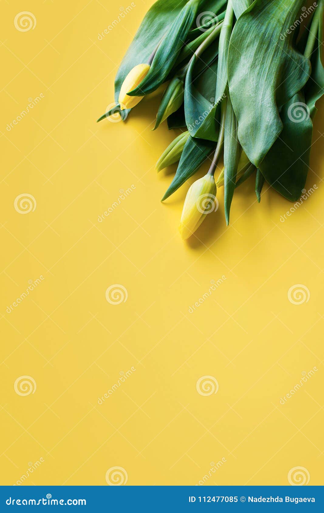 Download Mock Up Of Yellow Tulips Over Yellow Background Stock Image - Image of card, concept: 112477085