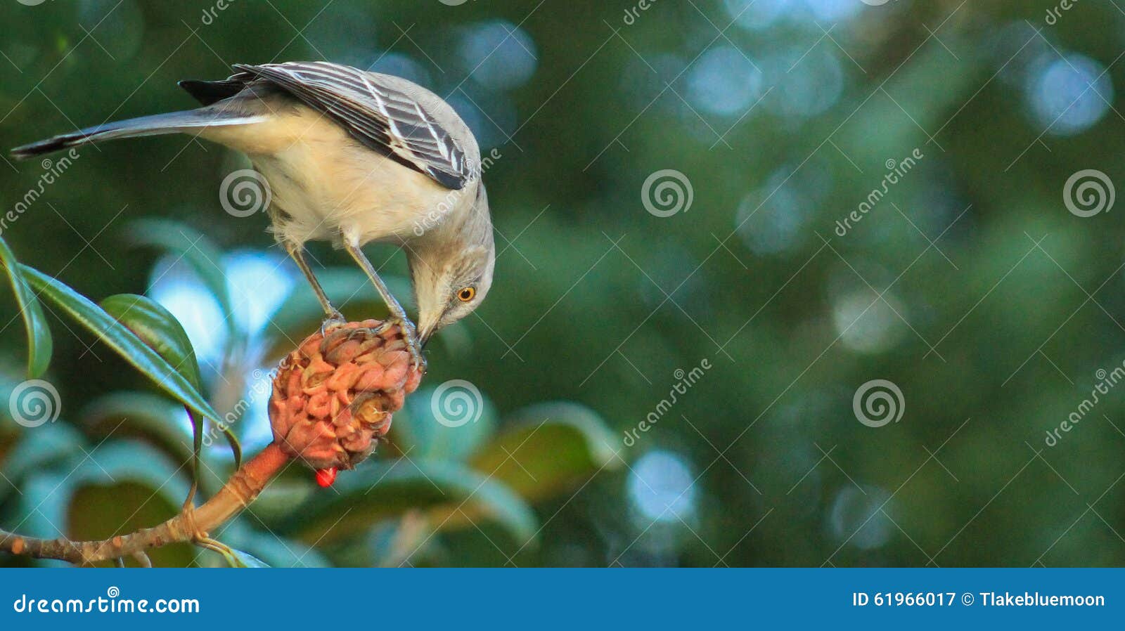Mockingbird Eating Magnolia Bud Stock Image Image of animal, white