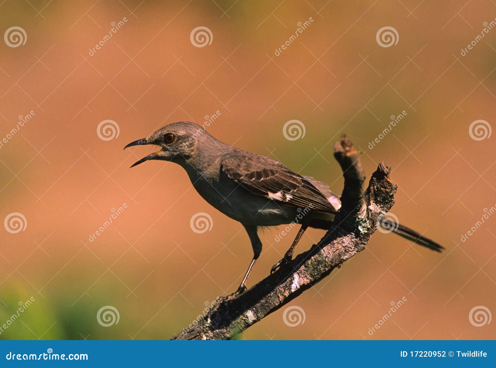 Mockingbird Squawking stock photo. Image of mimus, texas 17220952