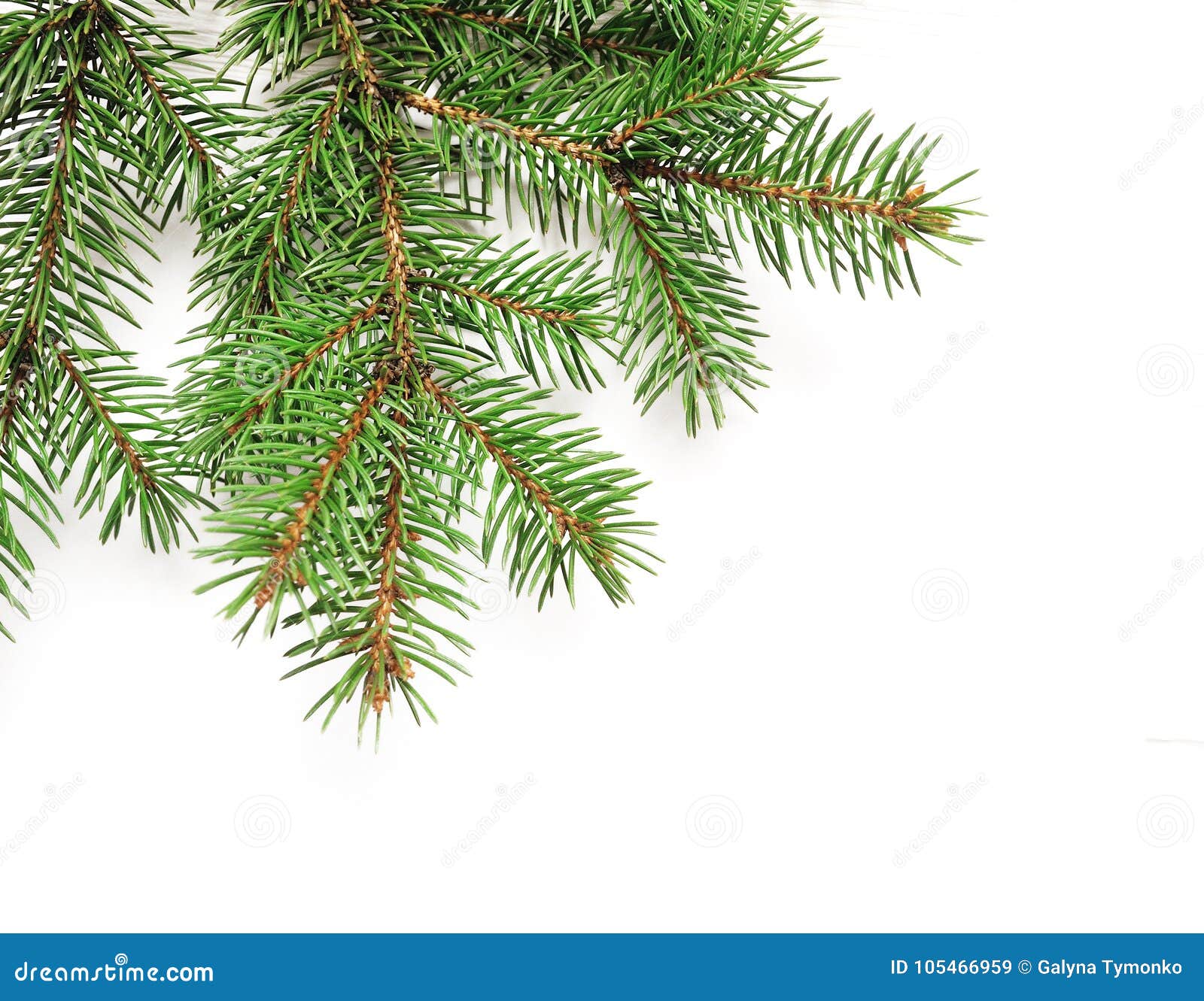Download Mockup Christmas Tree Branches Border Over White Isolated Background With Space For Your Text