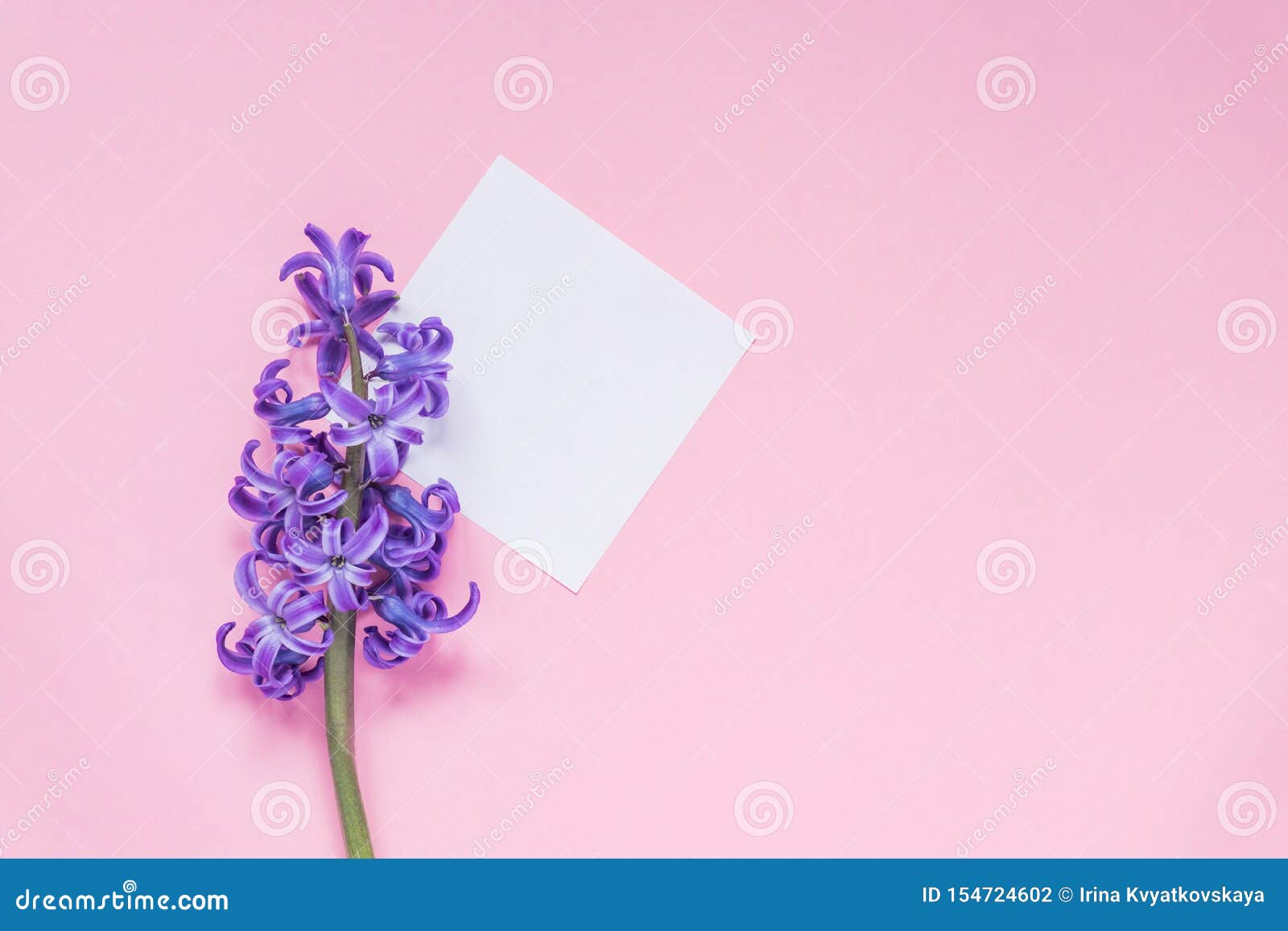 mockup. epty paper tag with lilac hiacinth on pastel pink backgound. top view, flat lay with copy space