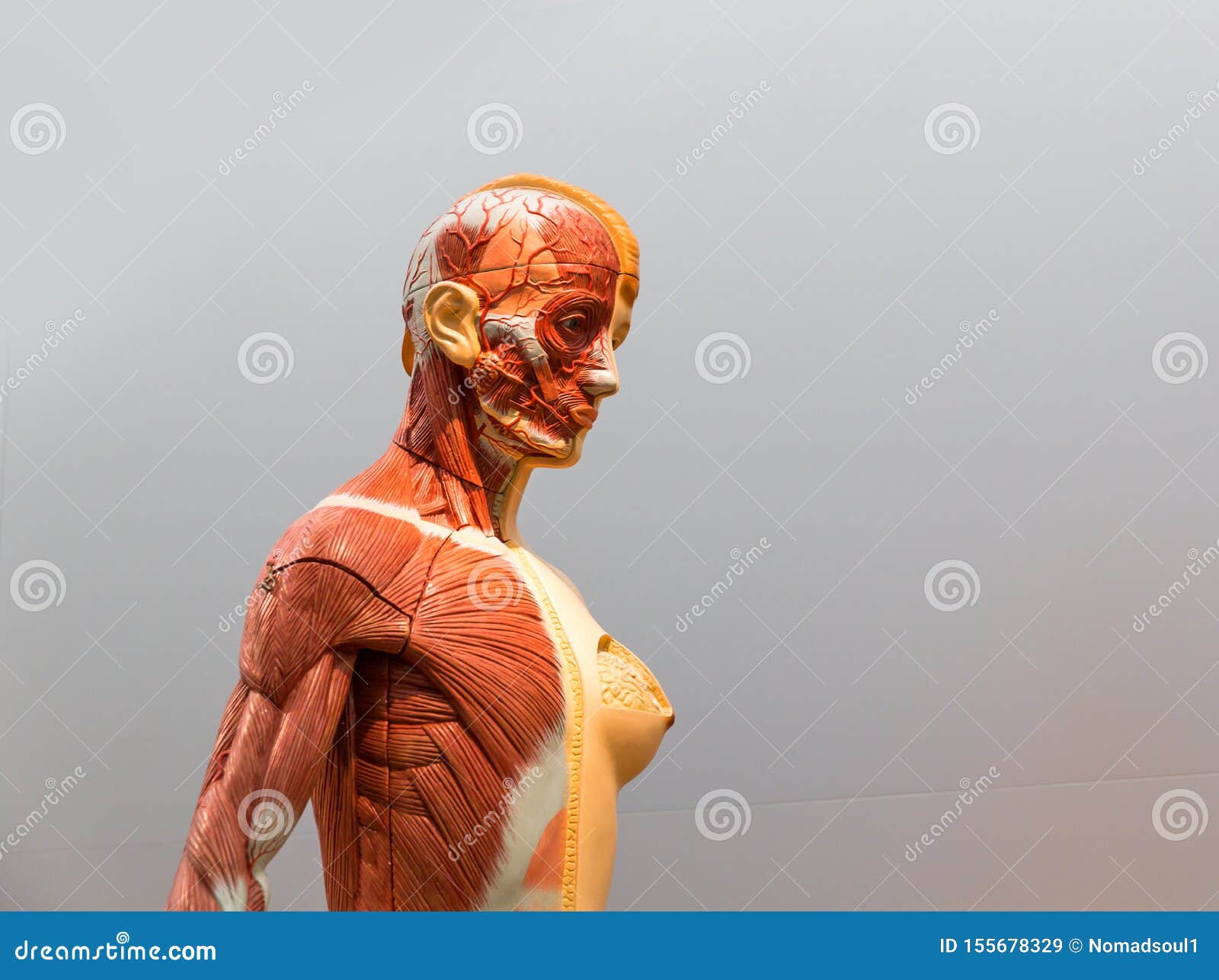 Modèle Anatomique De Corps Humain Féminin Image stock - Image du