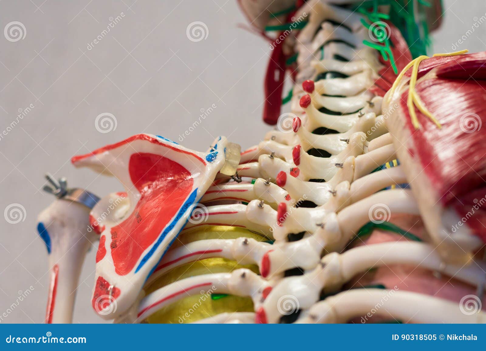 Schéma d'anatomie du corps humain en mouvement on Craiyon