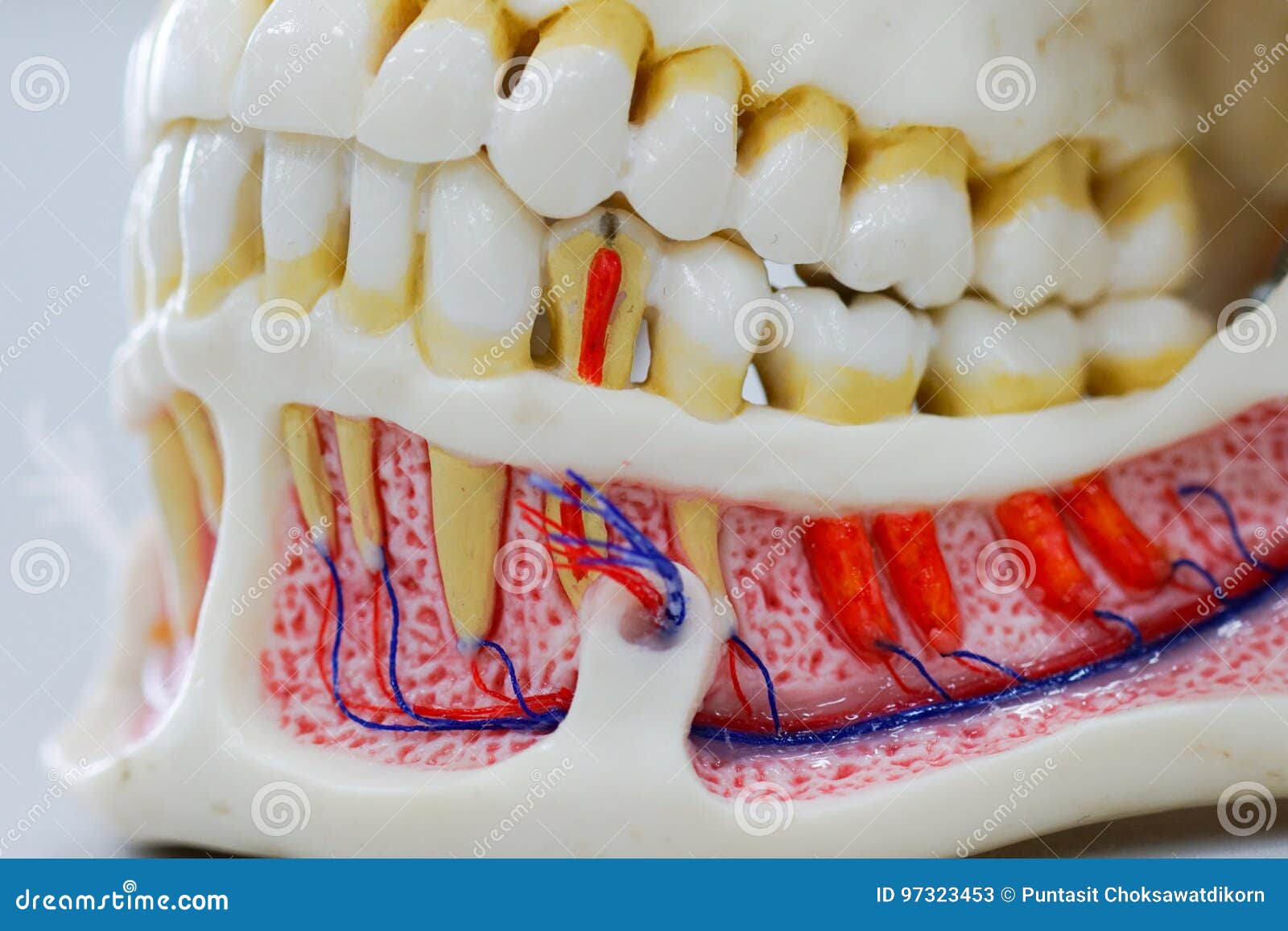 Modèle Dentaire De Dent De Plan Rapproché Image stock - Image du bonheur,  main: 97323453