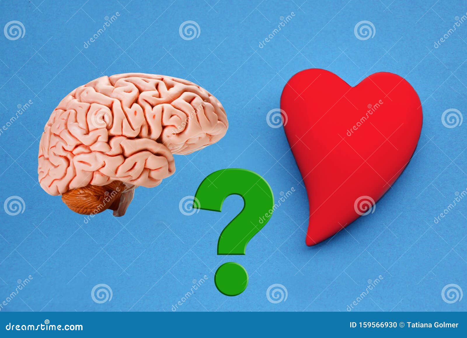 Modele Du Cerveau Humain Et Modele Du Coeur Ceramique Sur Fond Bleu Concept De Priorite De L Amour Ou De La Raison Gros Plan E Photo Stock Image Du Partenariat Contrat Modele Du Cerveau Humain Et Modele Du Coeur Ceramique Sur Fond Bleu Concept De Priorite De L Amour Ou De La Raison Gros Plan E Photo Stock Image Du Partenariat Contrat
