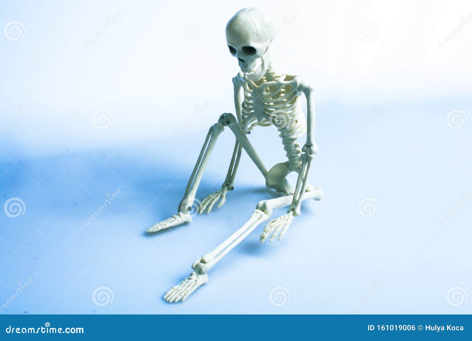 Artificial Human Body Skeleton on Sitting Posture Stock Photo Image