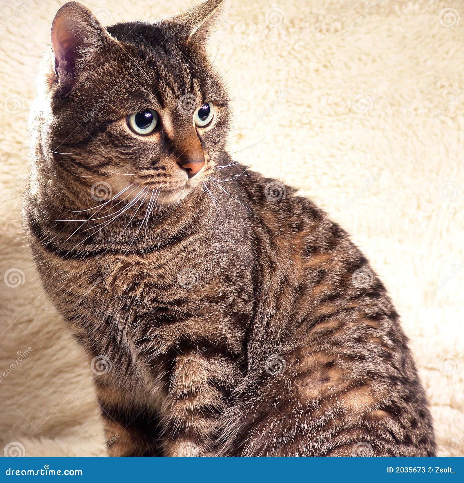 Model cat portrait stock image. Image of animal, posing - 2035673