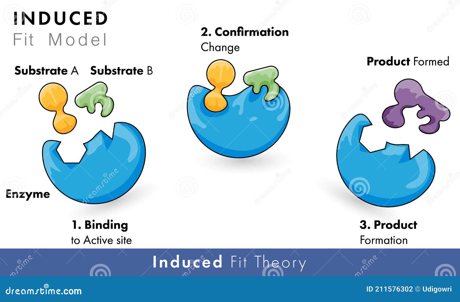 model of enzyme activity: induced fir model of catalytic action with substrate and product