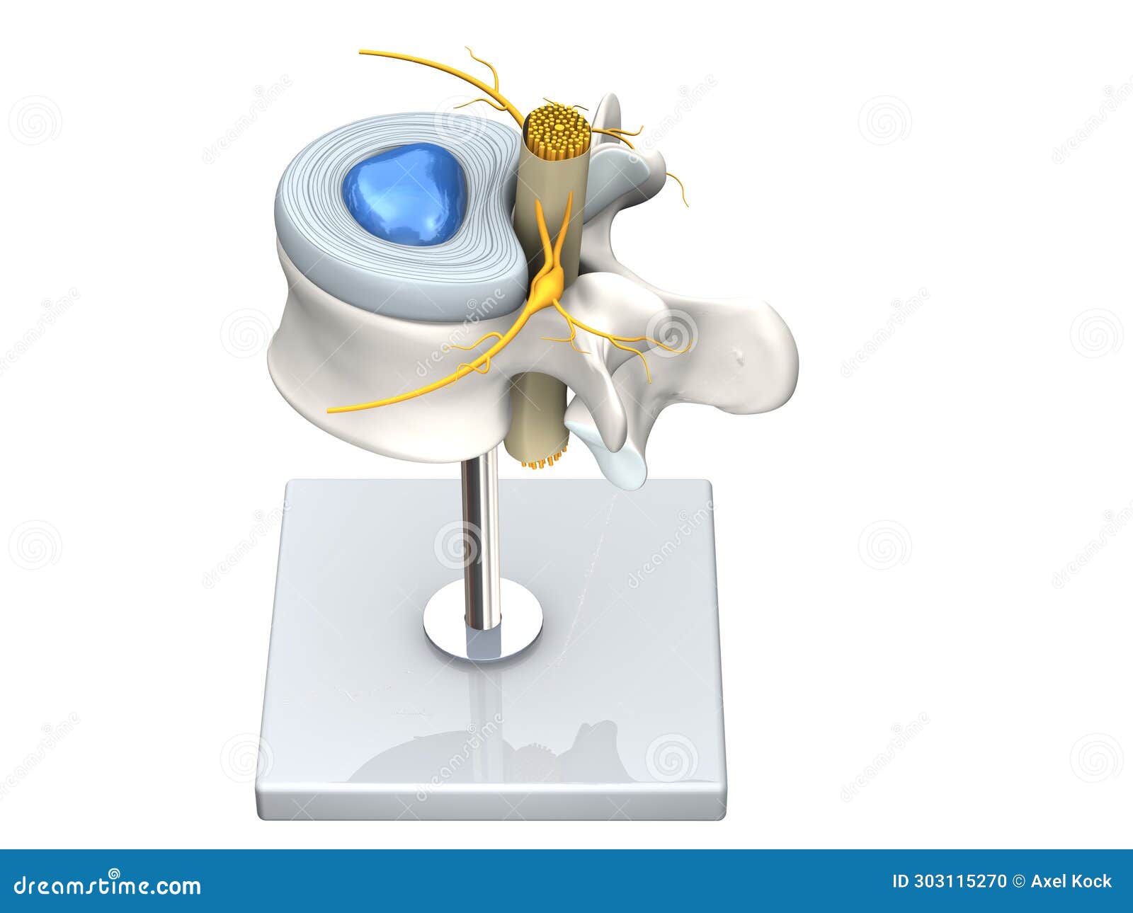 model of a healthy lumbar vertebra with disc and spinal cord.3d 