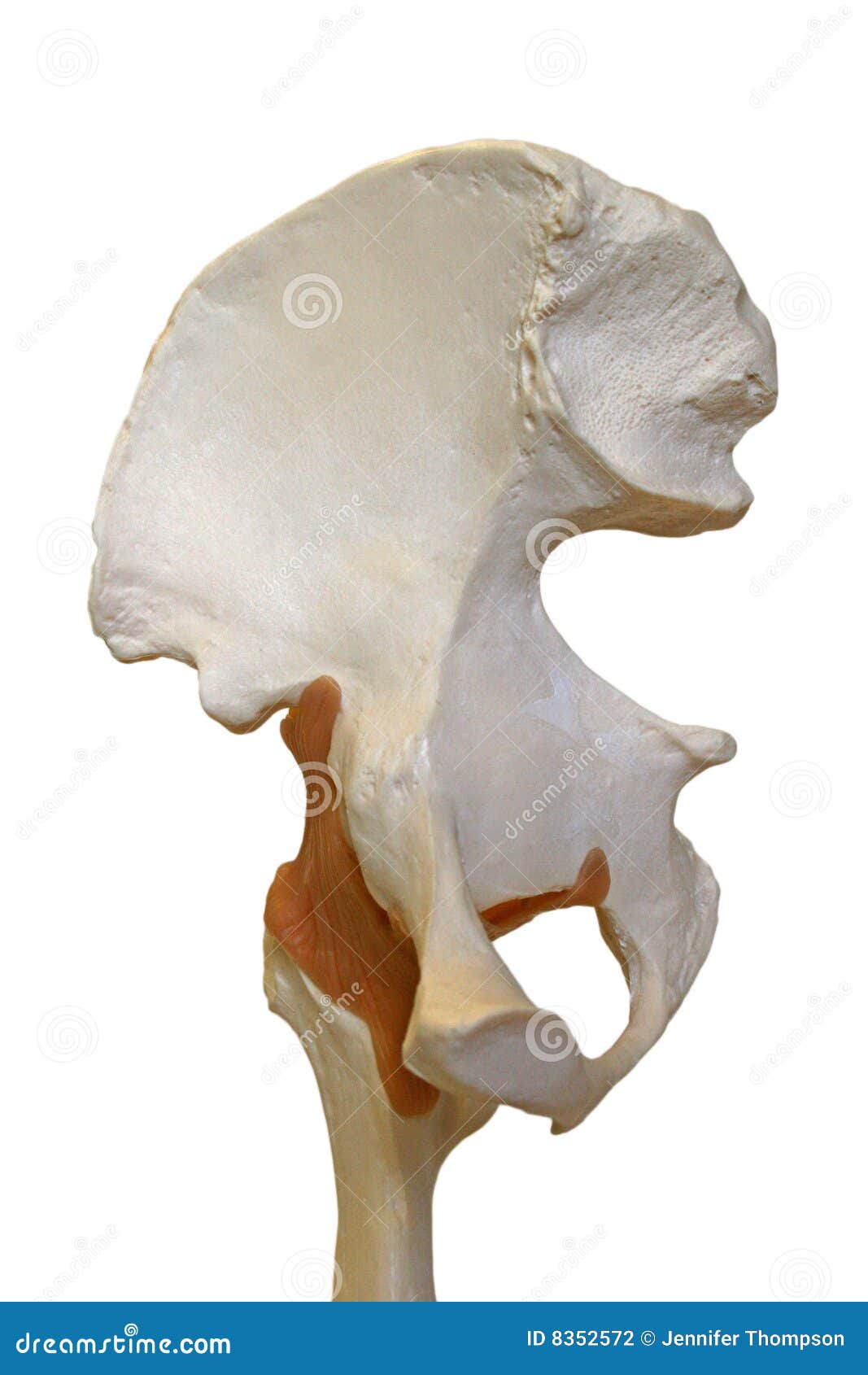 Model hip stock photo. Image of ligament, ligaments, bones 8352572