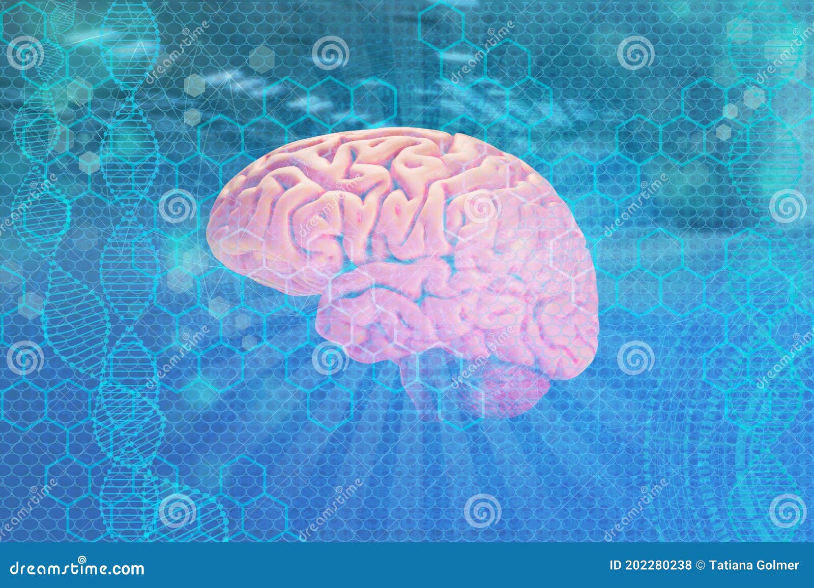 Human Cerebral Cortex. Pyramidal Neuron. Lipofuscin Royalty-Free Stock ...