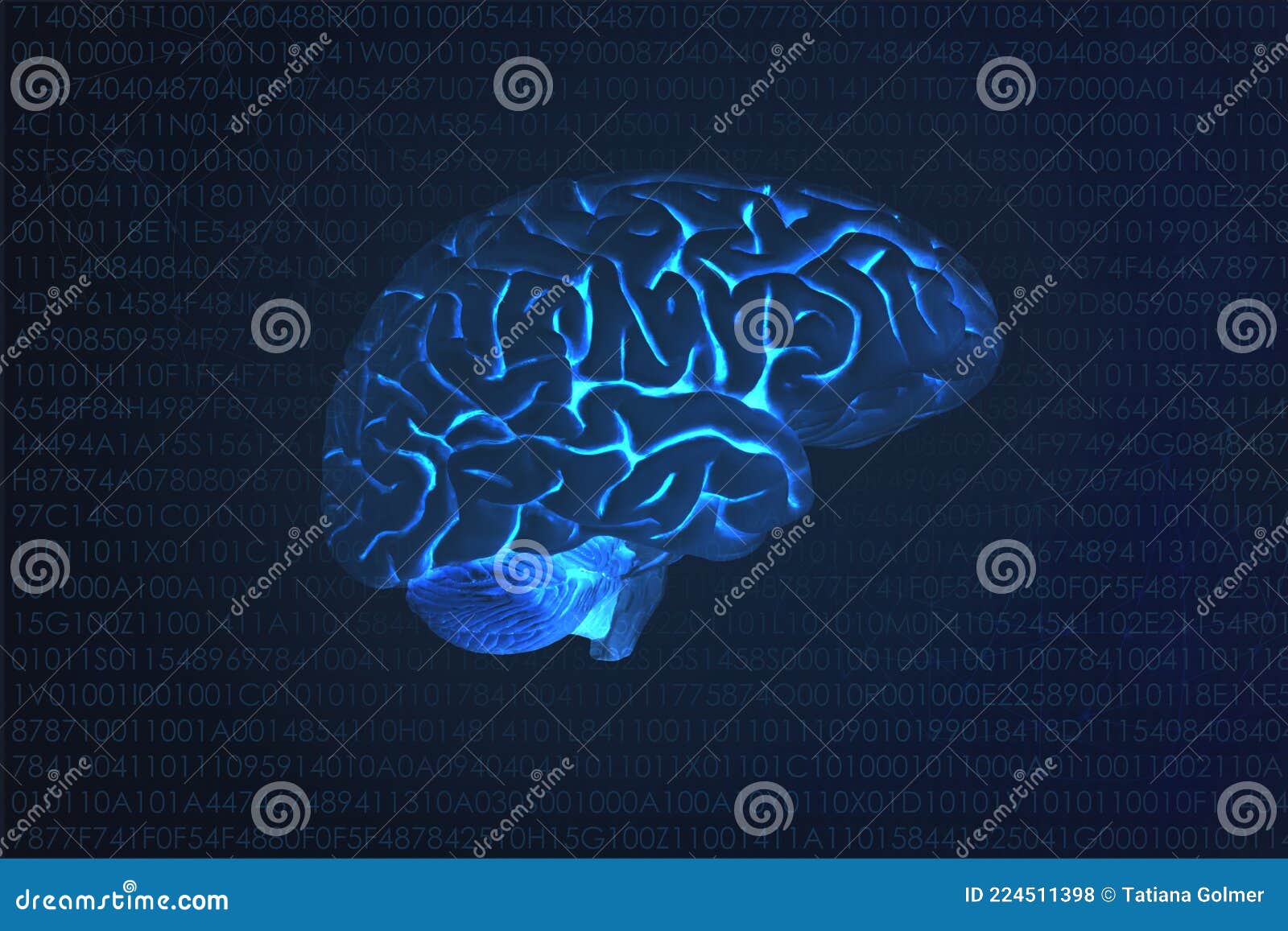 Human Cerebral Cortex. Pyramidal Neuron. Lipofuscin Royalty-Free Stock ...