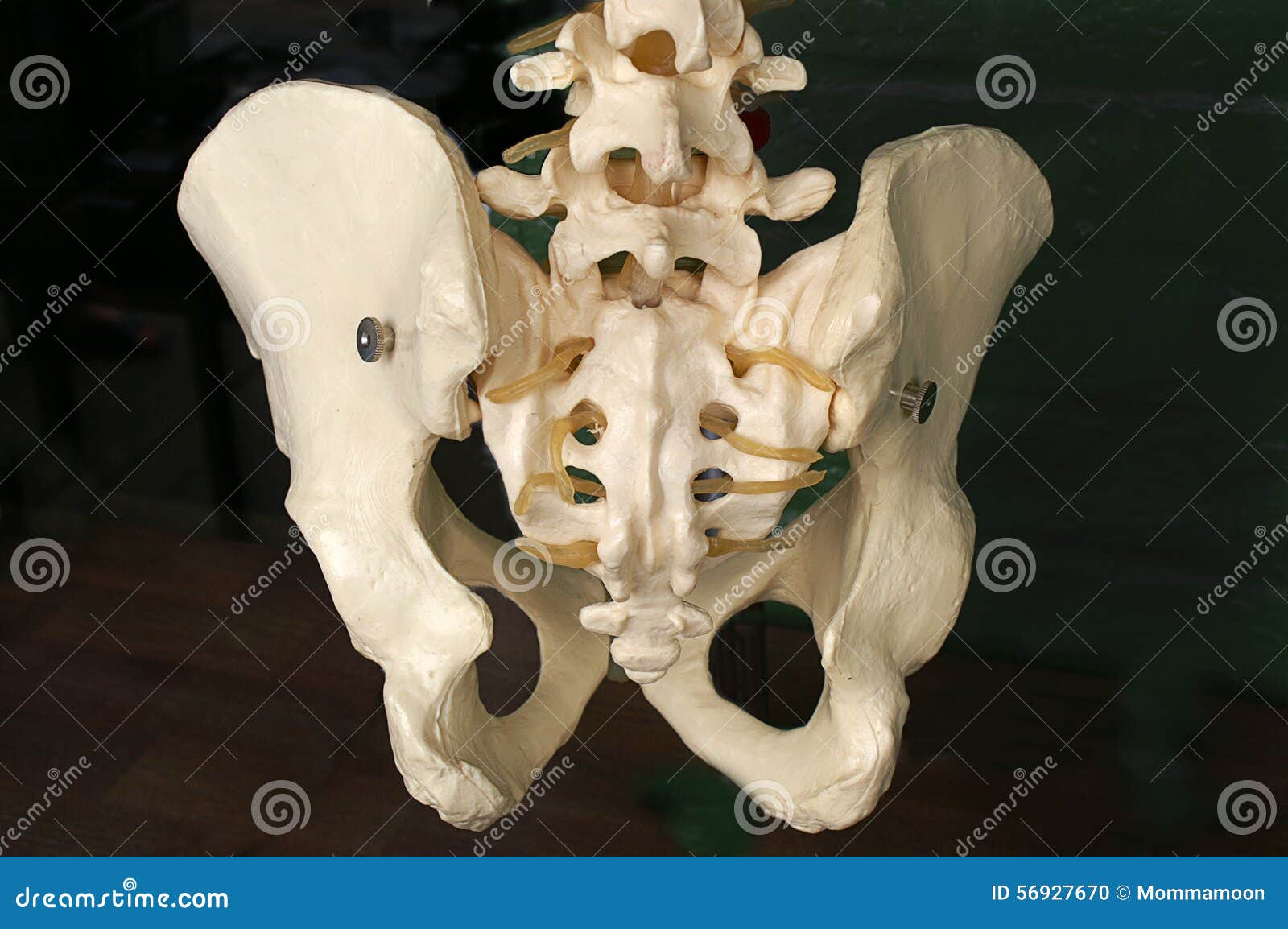 1 671 Human Hip Bone Photos Free Royalty Free Stock Photos From Dreamstime