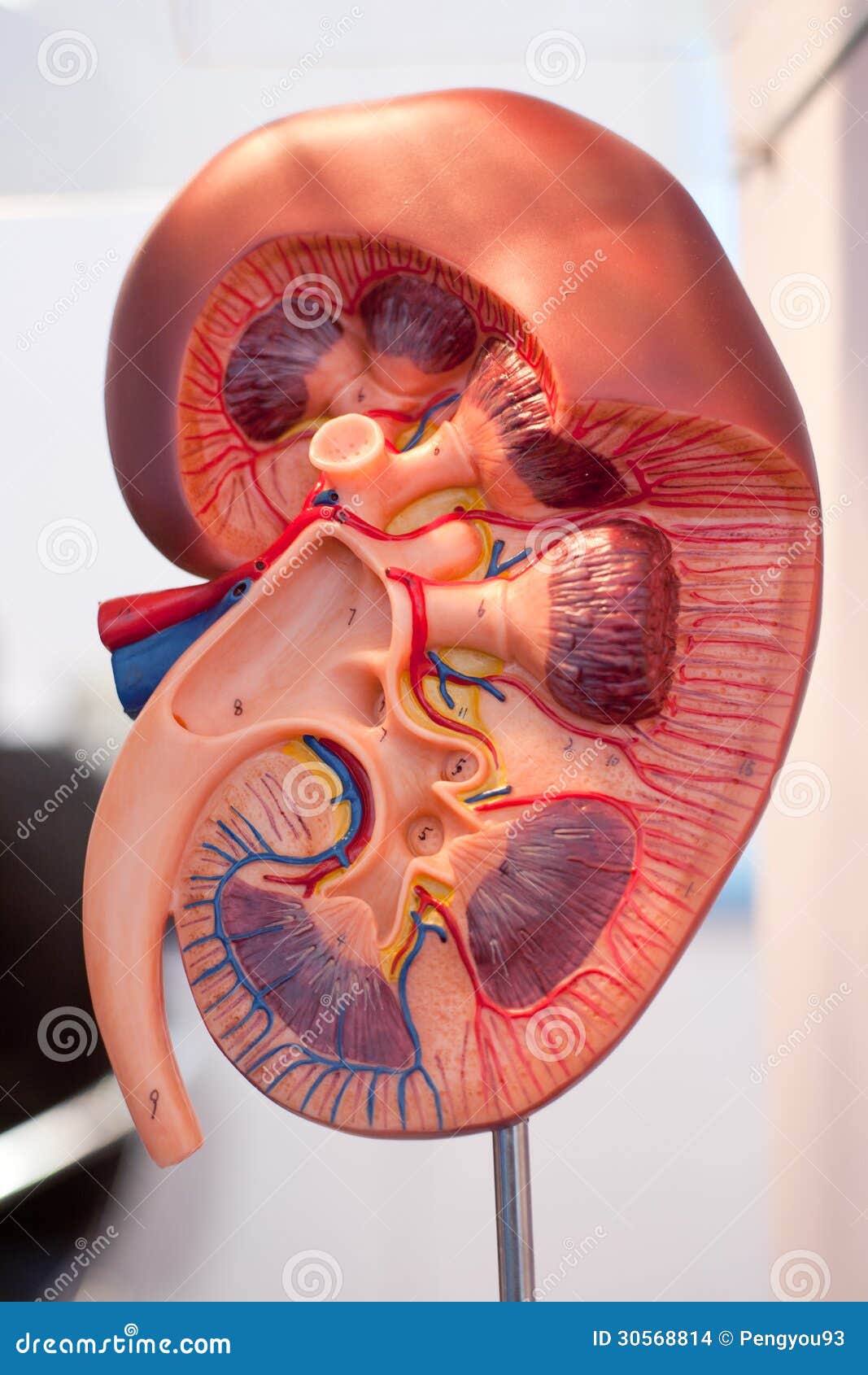 Model Of Human Organs  Kidney Stock Photo