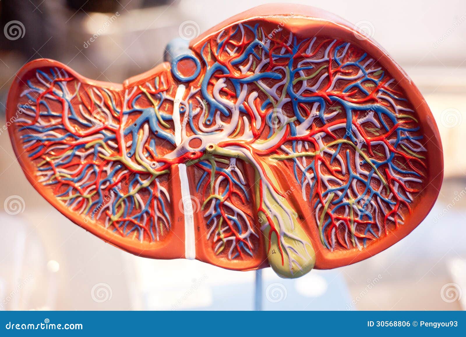 Model Of Human Organs The Liver Royalty Free Stock Image Image 30568806