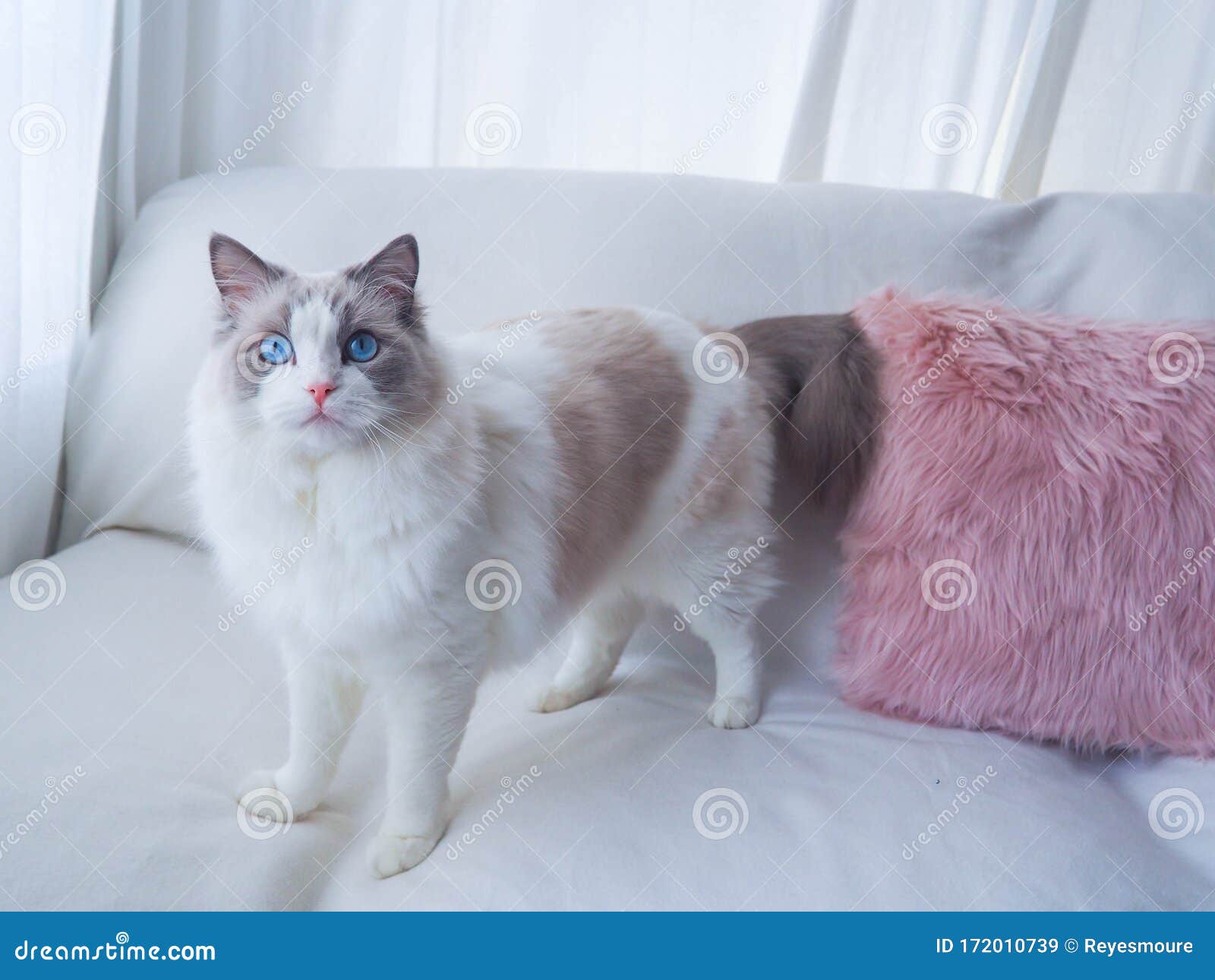 stunning ragdoll cat model.