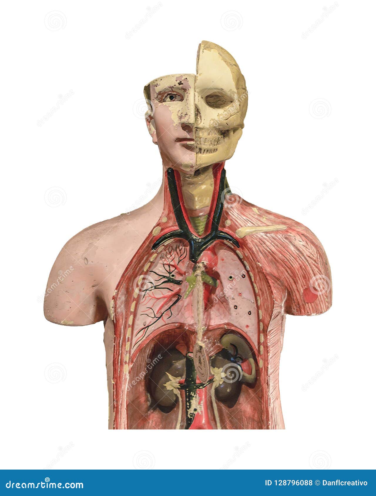 Poster Anatomia Umana In Bianco E Nero - Set Di 3 Fogli A3 Con Cuore, Cervello E Polmoni - Foto 7