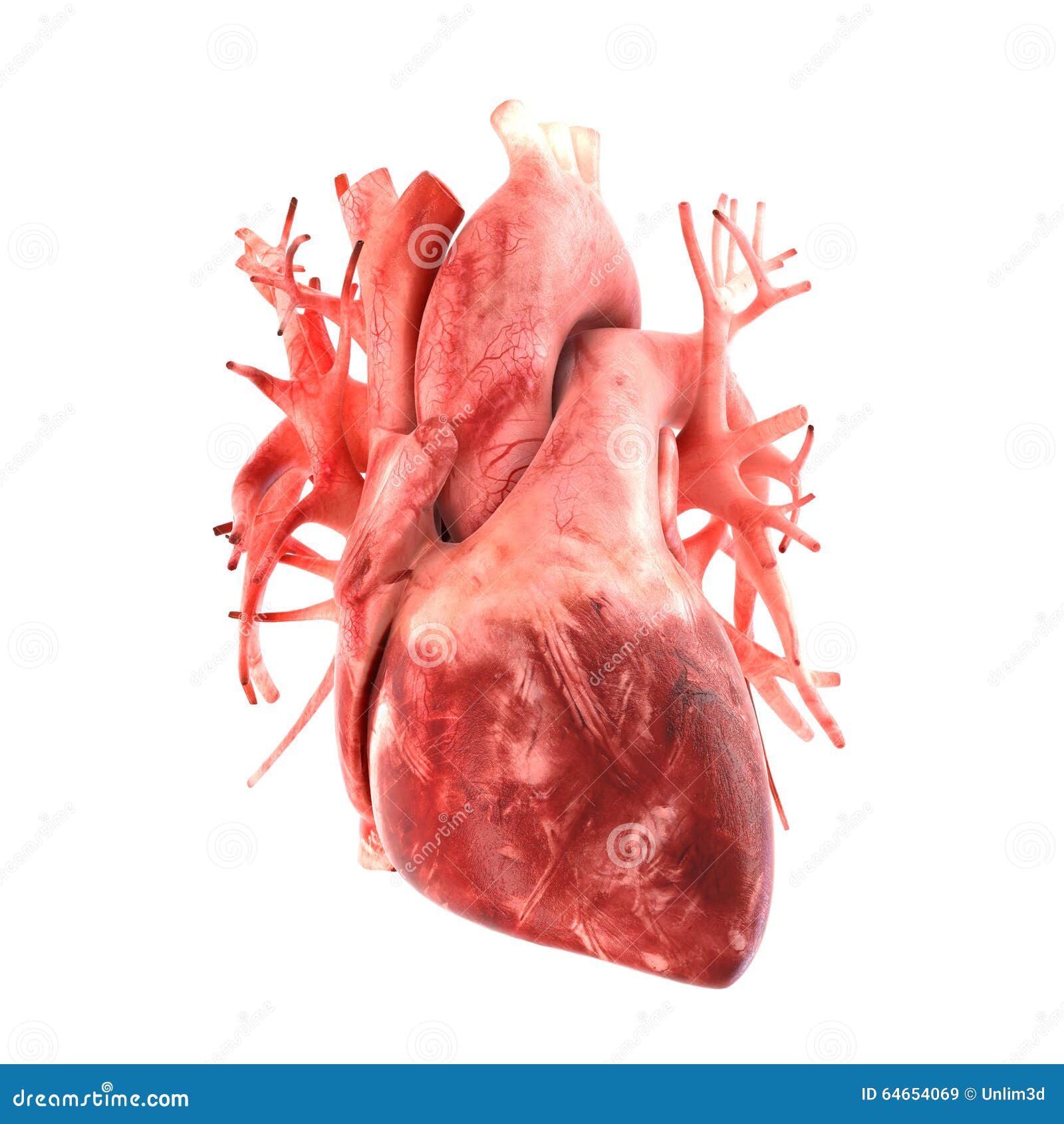 Modelo Anatómico Correcto 3d Del Corazón Humano Imagen de archivo - Imagen  de cerebral, blanco: 64654069