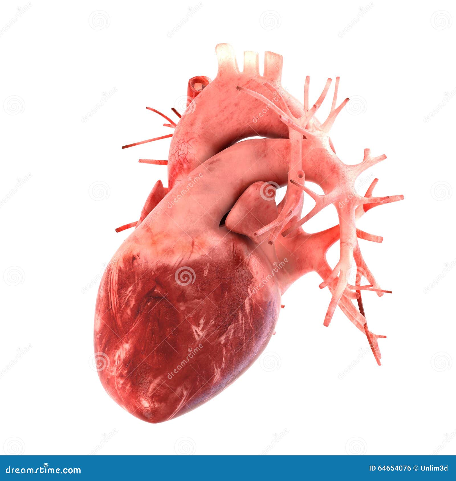 Modelo Anatómico Correcto 3d Del Corazón Humano Foto de archivo - Imagen de  fondo, ciencia: 64654076