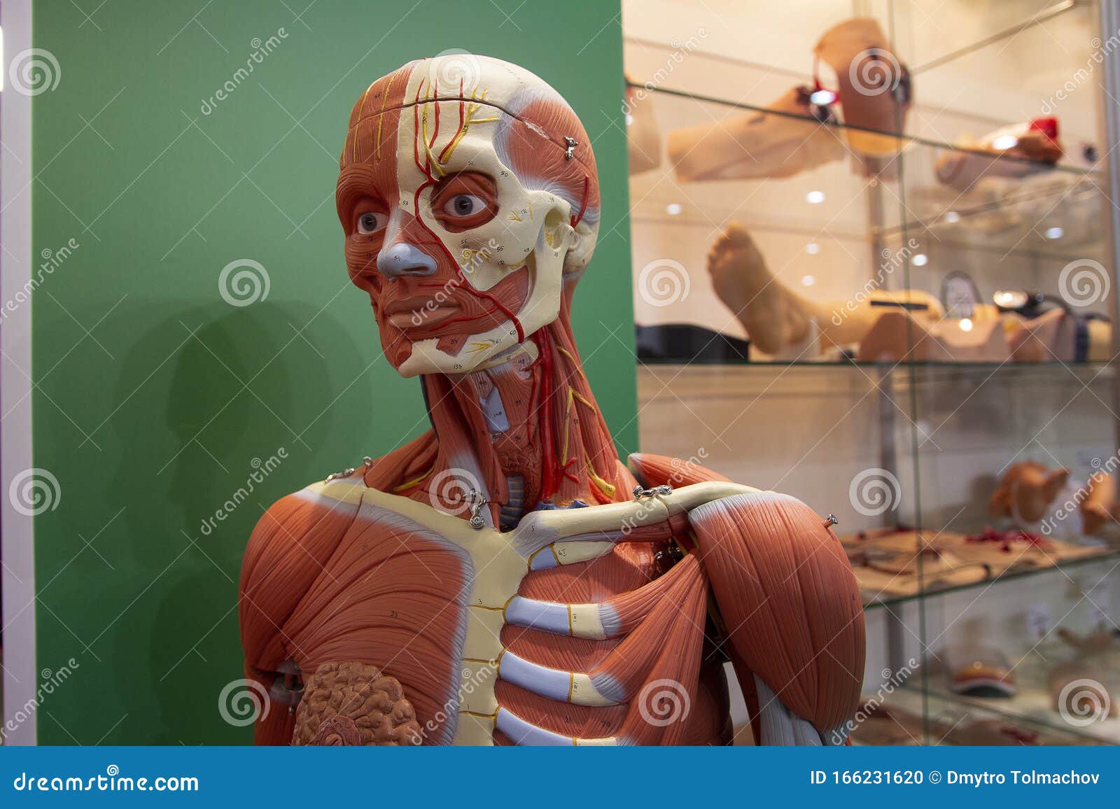 Modelo Anatómico De Un Cuerpo Humano De Primer Plano Foto de archivo -  Imagen de tejido, simulado: 166231620