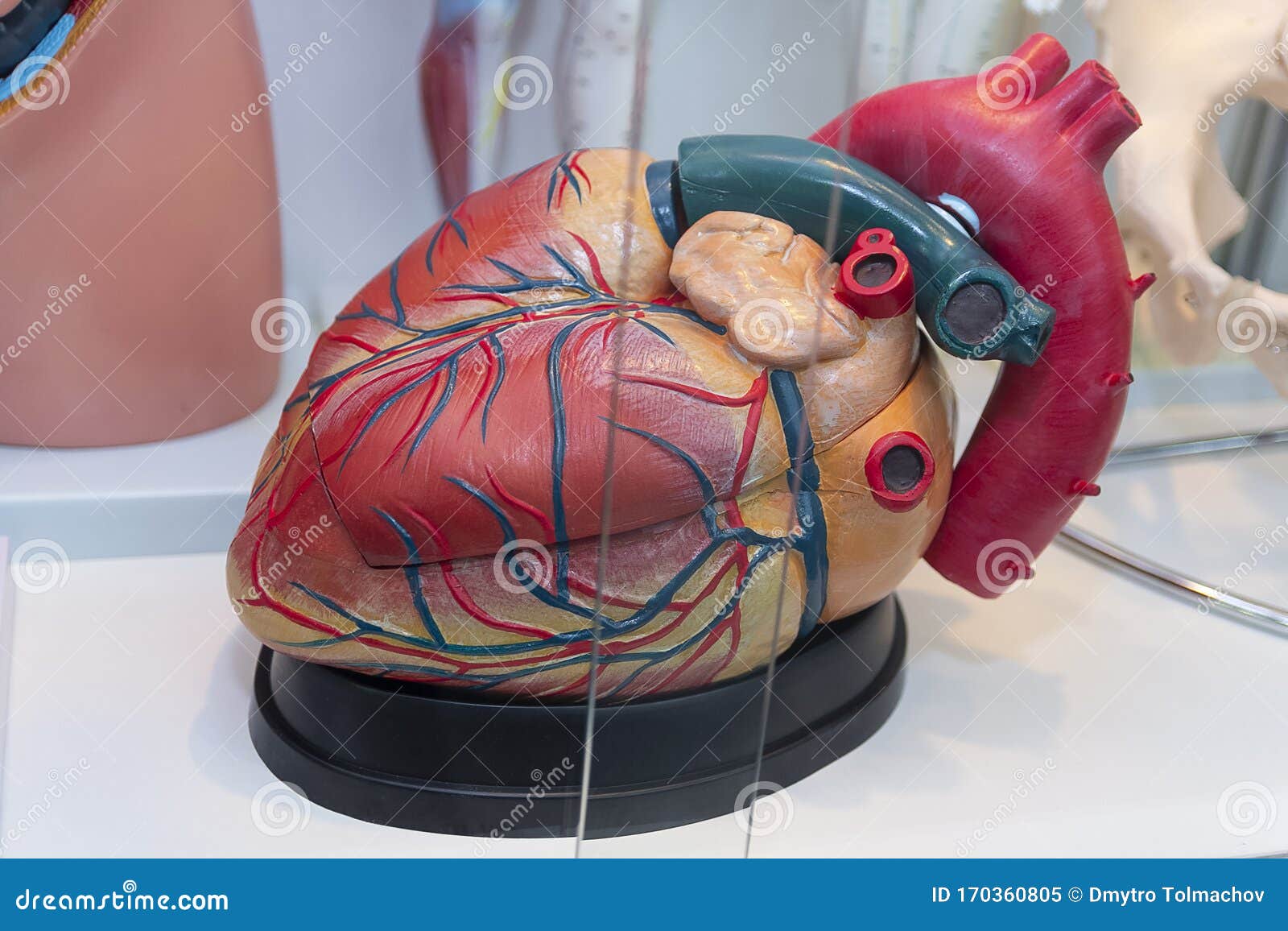 Modelo Anatómico Del Corazón Humano Detrás Del Vidrio Imagen de archivo -  Imagen de realista, médico: 170360805