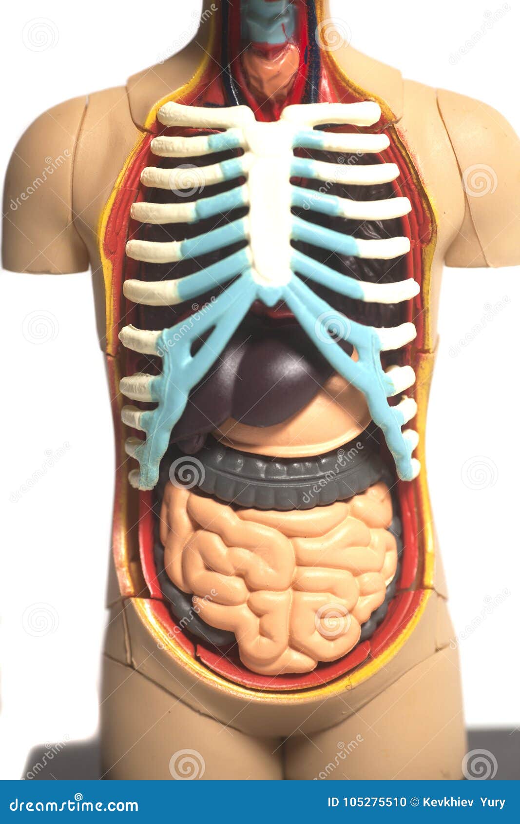 Modelo De La Anatomía Del Cuerpo Humano Foto de archivo - Imagen de  estatua, médico: 105275510