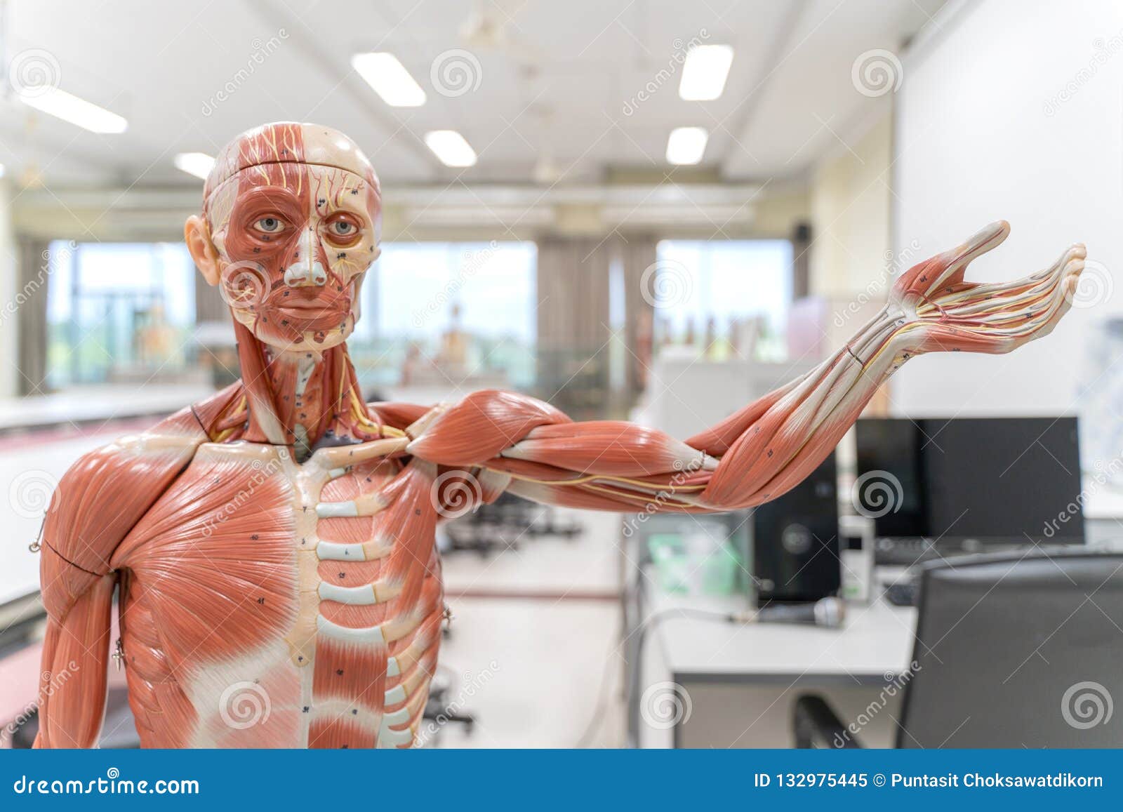 Modelo humano de la anatomía y de la fisiología en el laboratorio para la educación