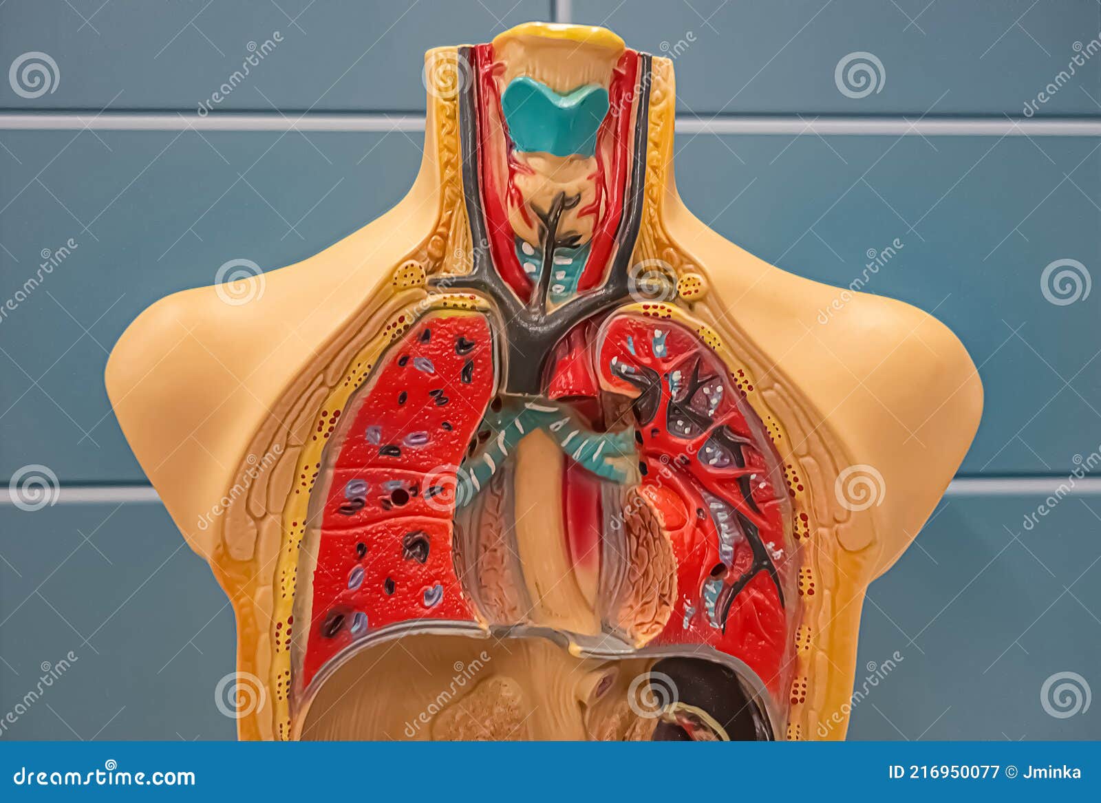 Modelo Humano De Sistema Respiratorio Con Pulmones Y Vasos Imagen de  archivo - Imagen de humano, pecho: 216950077