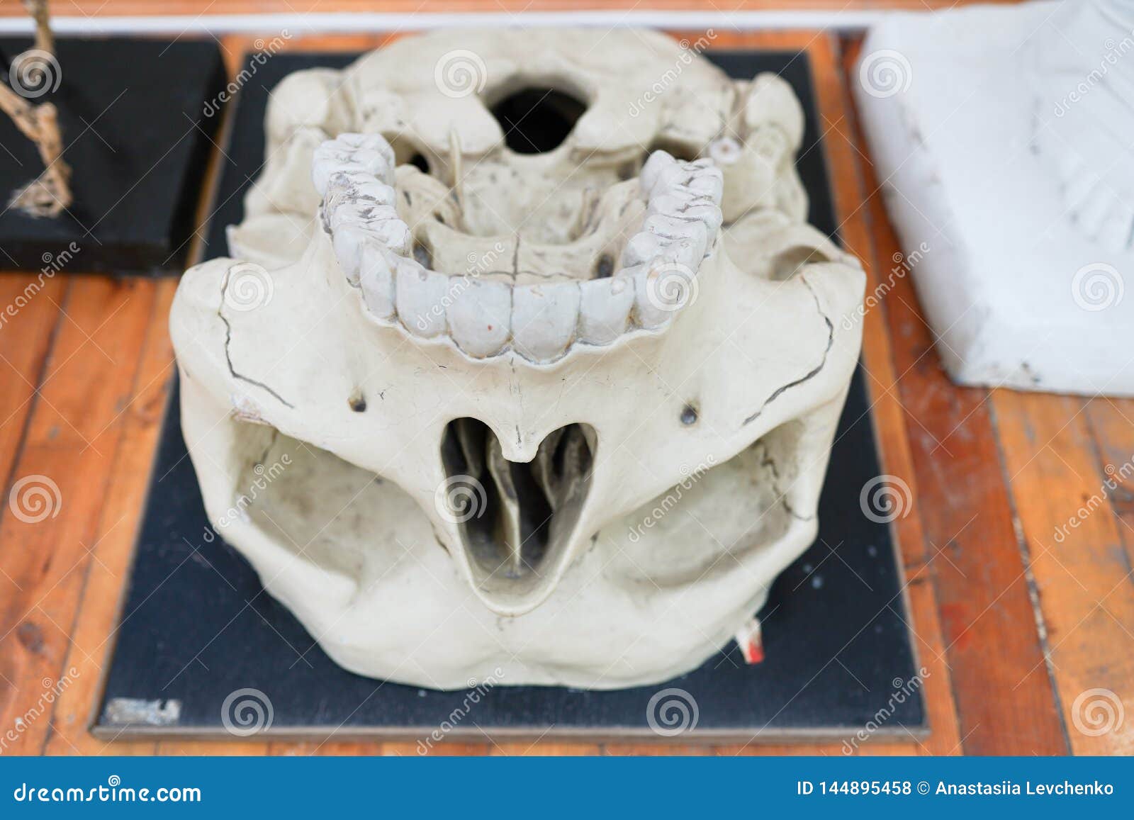 Modelo médico de um crânio humano usado nas faculdades e nas universidades ensinando a ciência anatômica