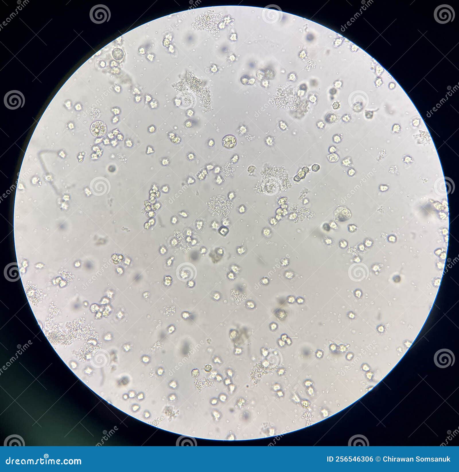 Double check stock image. Image of white, cells, international