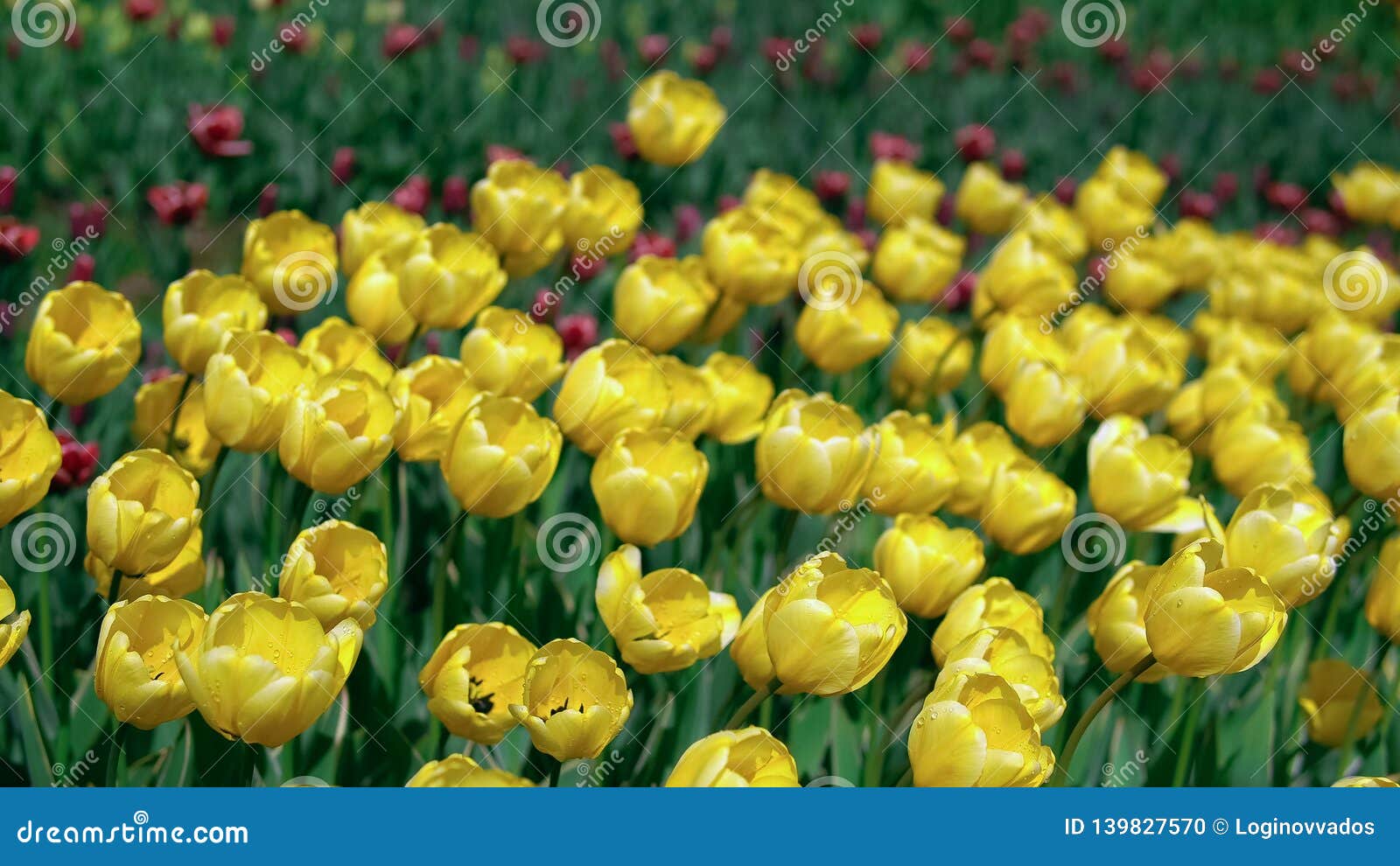 Moderate Wind Shakes Flowers In The Garden Stock Photo Image Of