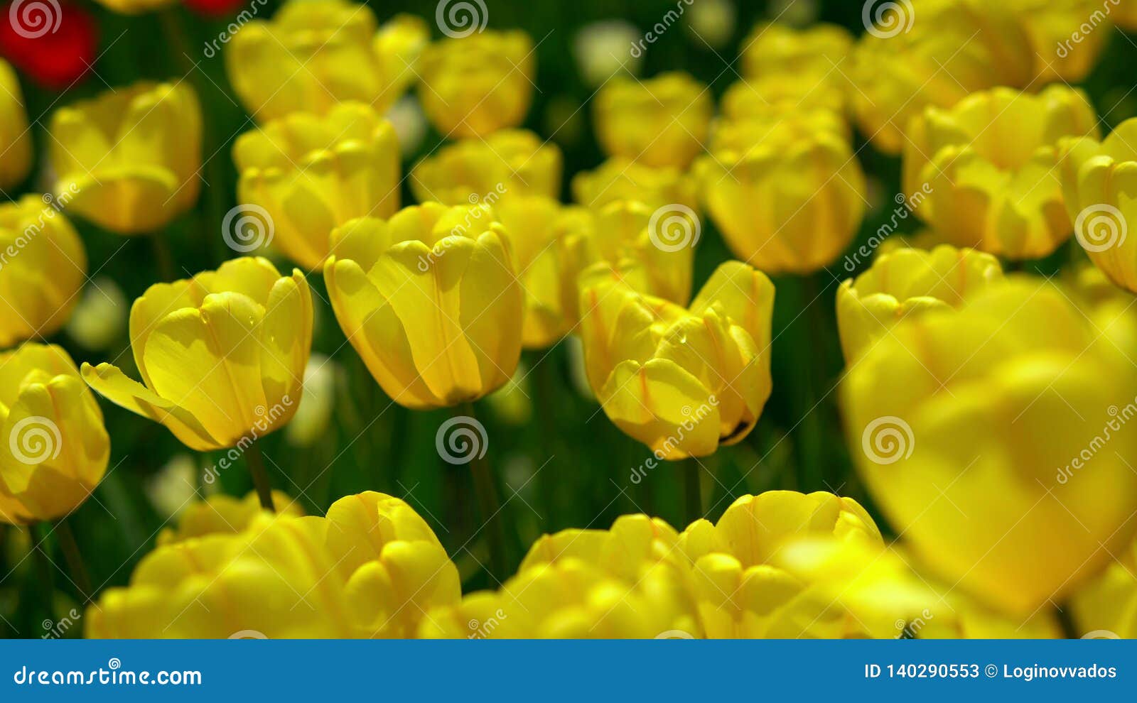 Moderate Wind Shakes Flowers In The Garden Stock Image Image Of