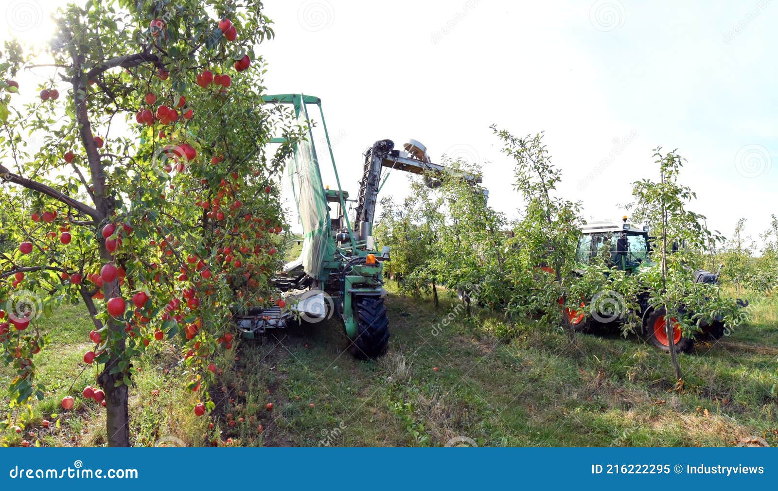 Modern Apple Harvest with a Harvesting Machine on a Plantation with