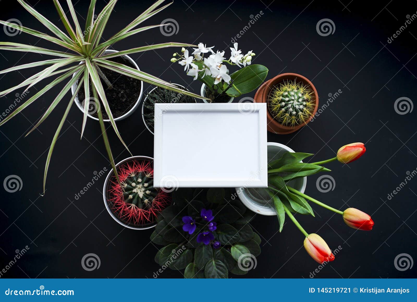 Download Picture Frame Mockup. Cactus, Succulent Plants, Tulips, And Decorative Rocks. View From Above ...