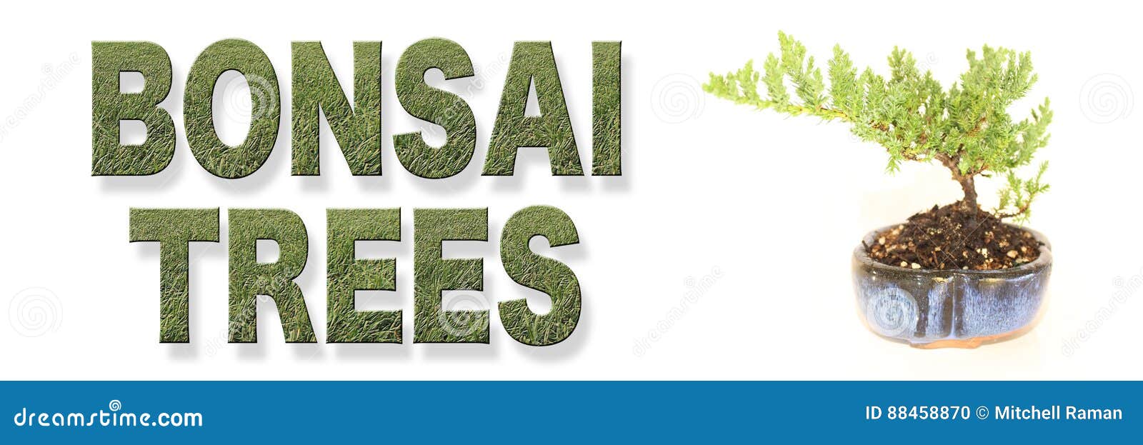 Modern Bonsai Trees Words Banner Stock Photo Image of isolated, small