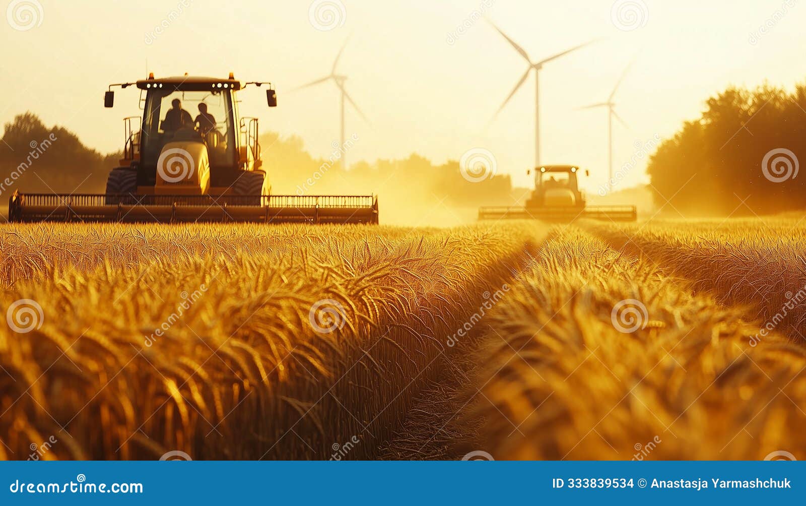 modern combines work in huge fields of wheat. the wheat stalks flutter in the wind like waves