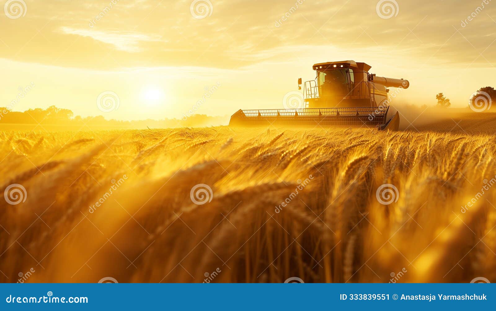 modern combines work in huge fields of wheat. the wheat stalks flutter in the wind like waves