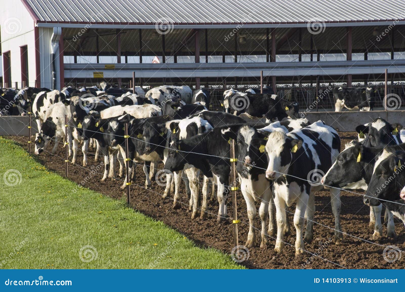 modern corporate dairy farm, agriculture business