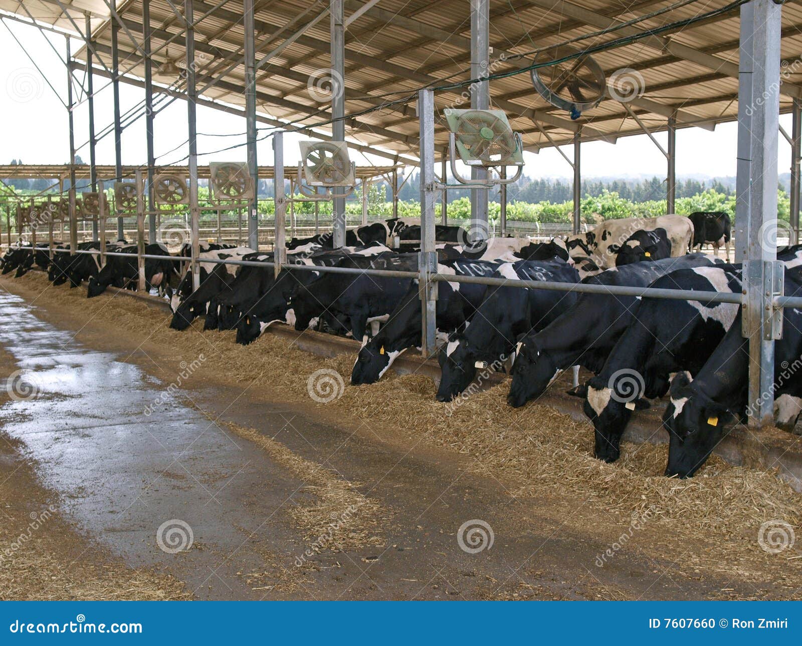 modern cowshed with cows