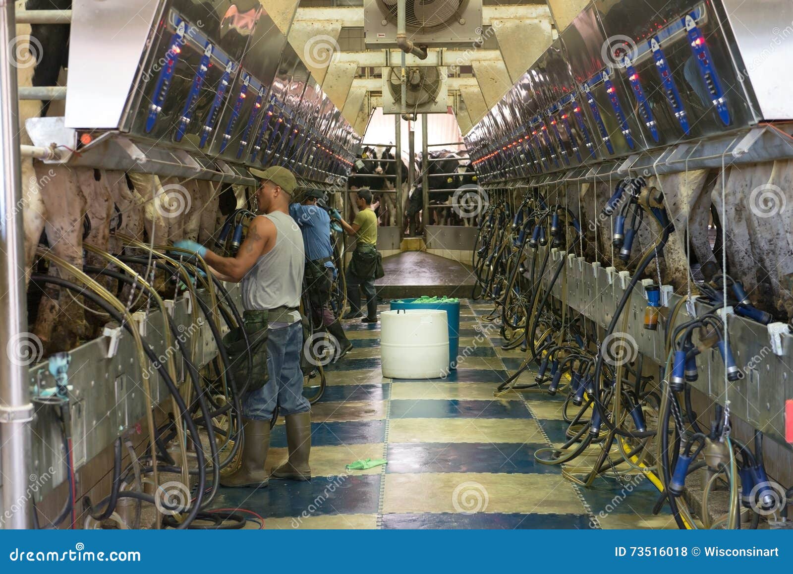 Milking A Cow Stock Image CartoonDealer 25905439 milking-a-cow-stock-image-cartoondealer-25905439