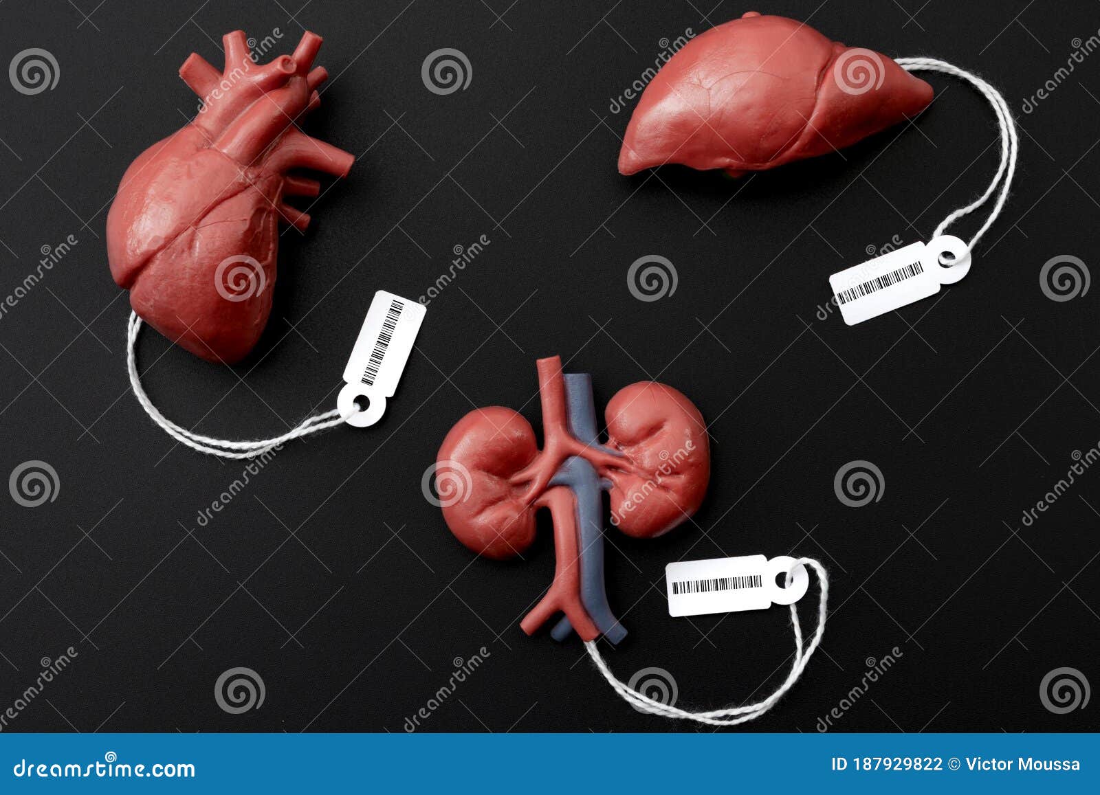 real human organs