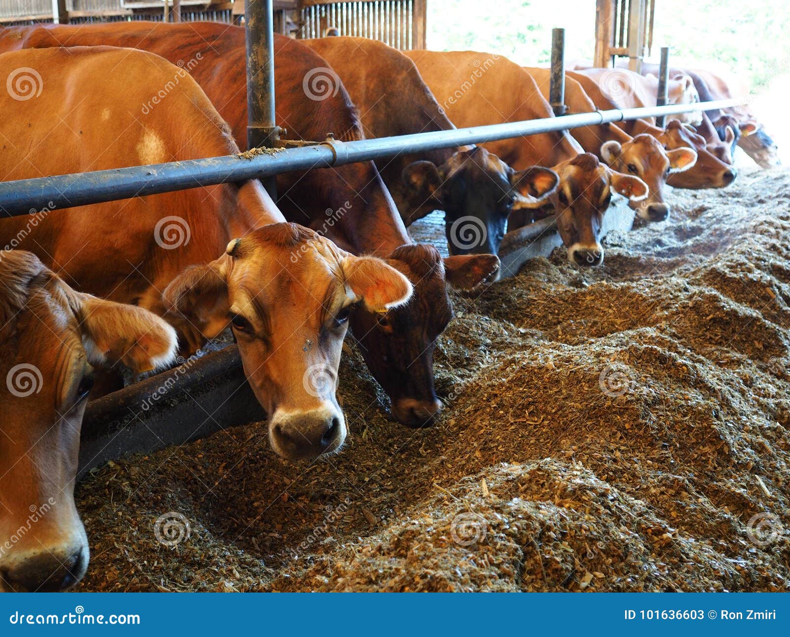modern farm cowshed with cows