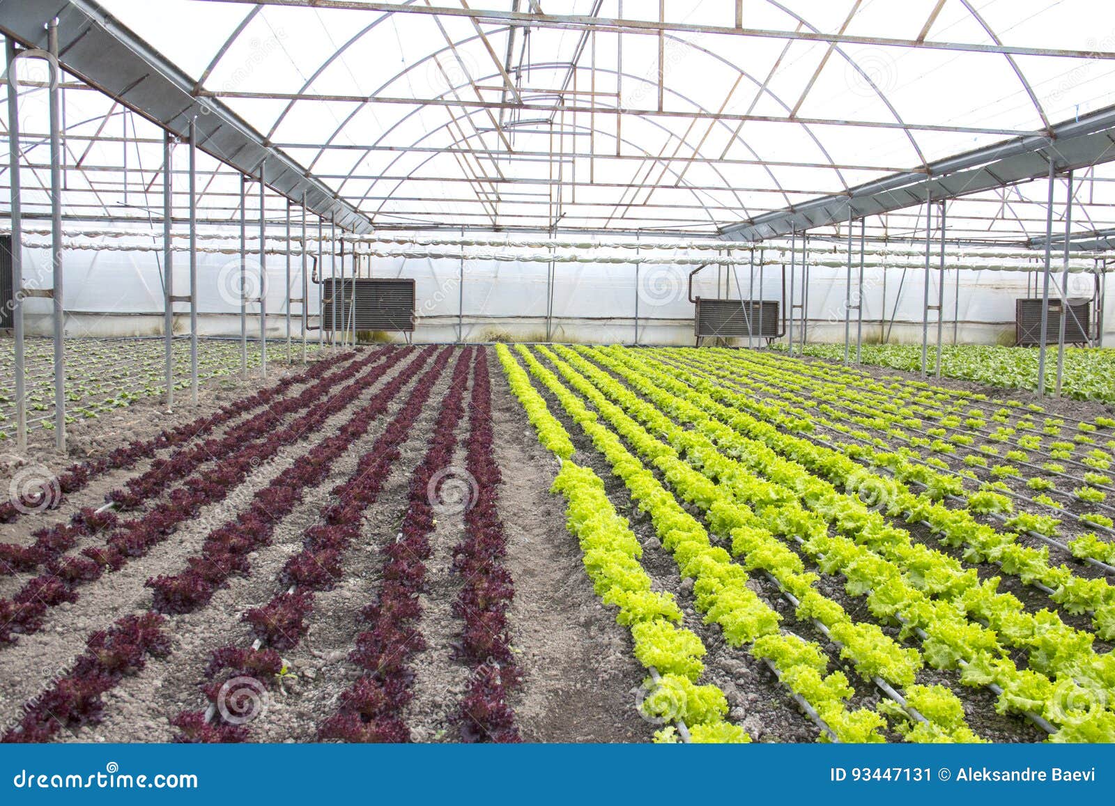 Modern Farm for Growing Lettuce Stock Image Image of flora, organic